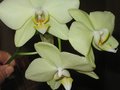 vignette Phalaenopsis au 06 08 09