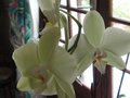 vignette Phalaenopsis autre vue au 06 08 09