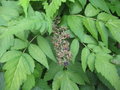 vignette Rubus cockburnianus 'Golden Vale'