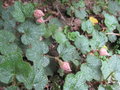 vignette Rubus calycinoides