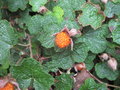 vignette Rubus calycinoides