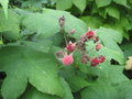 vignette Rubus odoratus