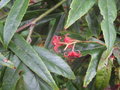 vignette Rubus henryi bambusarum