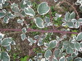 vignette Rubus fruticosus Variegatus