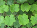 vignette Rubus tephrodes ampeliflorus