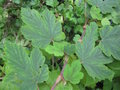 vignette Rubus formosensis