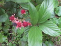 vignette Rubus acuminatus