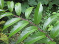 vignette Rubus acuminatus