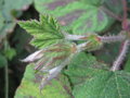 vignette Rubus pinnatisepalus cv