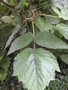 vignette Rubus mesogaeus