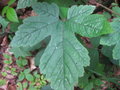 vignette Rubus crataegifolius