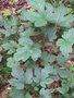 vignette Rubus crataegifolius