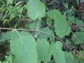 vignette Rubus paniculatus