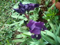 vignette iris violet