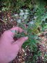 vignette Pycnanthemum pilosum - Menthe des Montagnes
