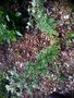 vignette Pycnanthemum pilosum - Menthe des Montagnes