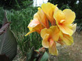 vignette Canna jaune