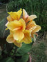 vignette Canna jaune