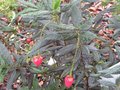 vignette Crinodendron hookerianum qui remonte au 08 08 09