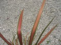 vignette Phormium tenax variegata