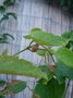 vignette Passiflora miniata fleur  venir