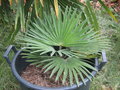 vignette trachycarpus princeps