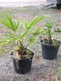 vignette trachycarpus fortunei darjeeling et trachycarpus wagnerianus ( aout 2009
