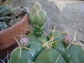 vignette Gymnocalycium hortii 1