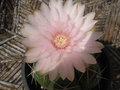 vignette Gymnocalycium hortii 3