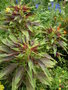 vignette Amaranthus tricolor - Amaranthe tricolore