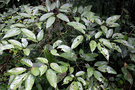 vignette Schefflera bipalmatifolia