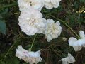 vignette Rosier buisson blanc au 10 08 09