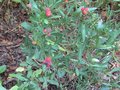 vignette Cneorum tricoccon en fruits au 10 08 09