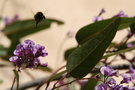 vignette bourdon faisant un piqu sur Hardenbergia violacea