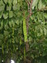 vignette Pterocarya fraxinifolia - Noyer du Caucase