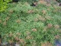 vignette acer japonicum aconitifolium dissectum