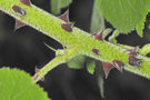 vignette Rubus parviaraliifolius