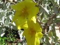 vignette Halimium atriplicifolium au 11 08 09