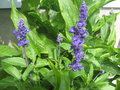 vignette Salvia Victoria