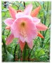 vignette epiphyllum en fleur