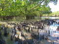 vignette PALETUVIER mangrove