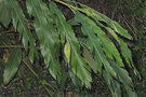 vignette Alpinia shimadae kawakami