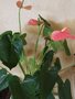 vignette anthurium rose
