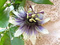 vignette Passiflora 'Sapphire'