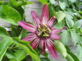 vignette Passiflora X violacea 'Victoria'