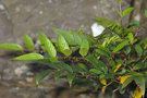 vignette Rubus alnifoliolatus