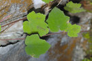 vignette Rubus amphidasys