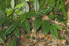 vignette Rubus pyrifolius