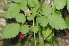 vignette Rubus rosifolius