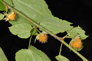 vignette Rubus taitoensis aculeatiflorus